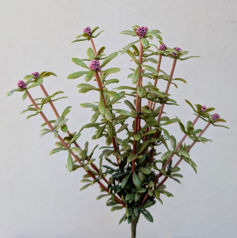 Cespuglio artificiale di pianta grassa portulacca