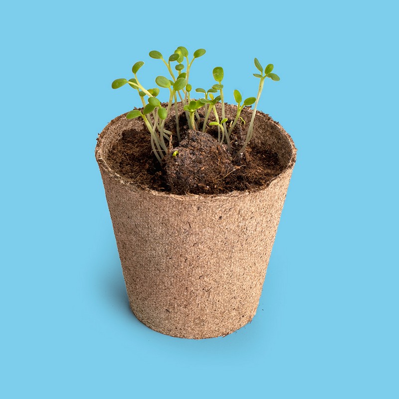 Kit di coltivazione “Salviamo le api” con fiori melliferi