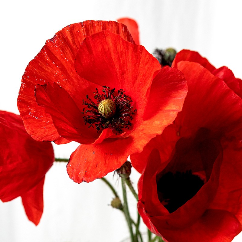 Kit di coltivazione “Le parti di un fiore” con papavero