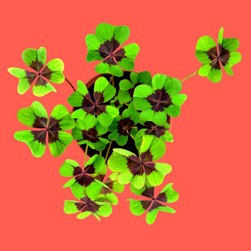 Kit di coltivazione portafortuna con quadrifogli