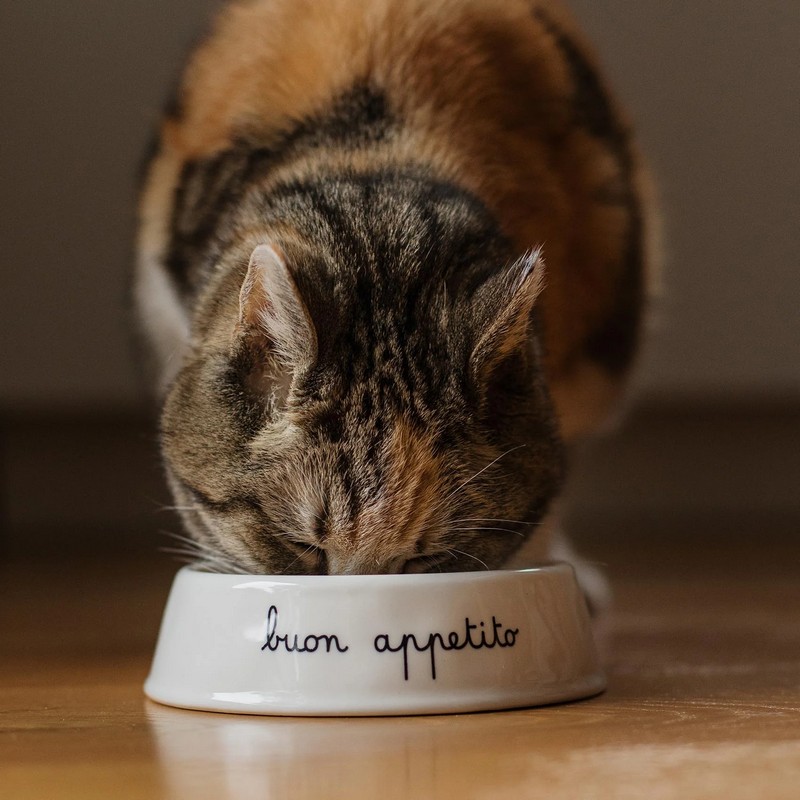 Ciotola per gatto in ceramica bianca decorata con scritta “Buon appetito”, adatta anche a cani di piccola taglia