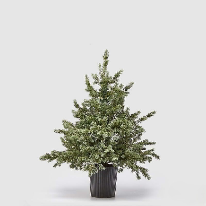 Albero pino argentato alto 90 cm e largo 85 cm, con vaso nero